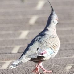 Ocyphaps lophotes at Dunlop, ACT - 2 Mar 2024