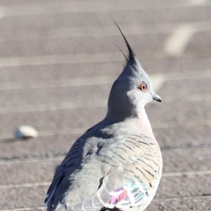 Ocyphaps lophotes at Dunlop, ACT - 2 Mar 2024