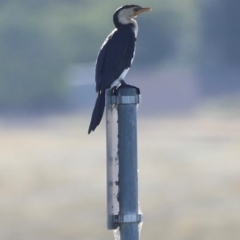 Microcarbo melanoleucos (Little Pied Cormorant) at West Belconnen Pond - 2 Mar 2024 by JimL