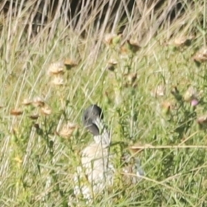 Threskiornis molucca at West Belconnen Pond - 2 Mar 2024 05:50 PM