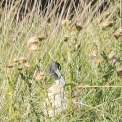 Threskiornis molucca (Australian White Ibis) at West Belconnen Pond - 2 Mar 2024 by JimL