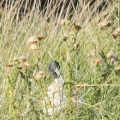 Threskiornis molucca (Australian White Ibis) at Dunlop, ACT - 2 Mar 2024 by JimL