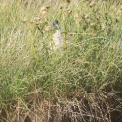 Threskiornis molucca at West Belconnen Pond - 2 Mar 2024 05:50 PM