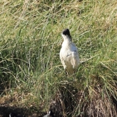 Threskiornis molucca at West Belconnen Pond - 2 Mar 2024 05:50 PM