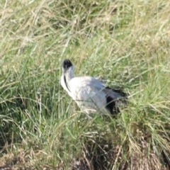 Threskiornis molucca at West Belconnen Pond - 2 Mar 2024 05:50 PM