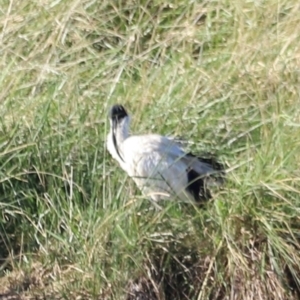 Threskiornis molucca at West Belconnen Pond - 2 Mar 2024 05:50 PM