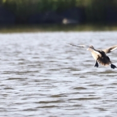 Aythya australis (Hardhead) at Dunlop, ACT - 2 Mar 2024 by JimL