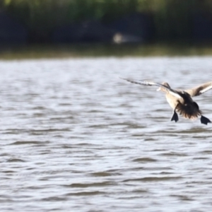 Aythya australis at West Belconnen Pond - 2 Mar 2024 05:52 PM