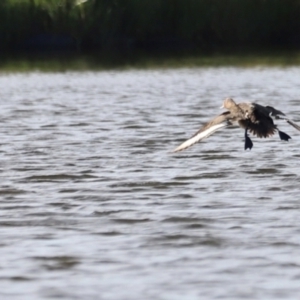 Aythya australis at West Belconnen Pond - 2 Mar 2024