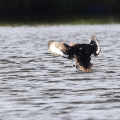 Aythya australis at West Belconnen Pond - 2 Mar 2024