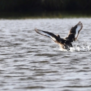 Aythya australis at West Belconnen Pond - 2 Mar 2024 05:52 PM