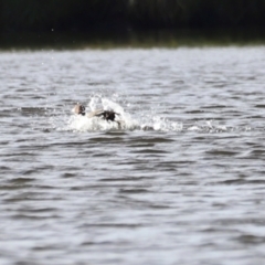 Aythya australis at West Belconnen Pond - 2 Mar 2024