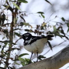 Grallina cyanoleuca (Magpie-lark) at West Belconnen Pond - 2 Mar 2024 by JimL