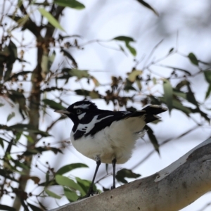 Grallina cyanoleuca at West Belconnen Pond - 2 Mar 2024