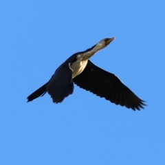 Microcarbo melanoleucos (Little Pied Cormorant) at Dunlop, ACT - 2 Mar 2024 by JimL