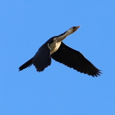 Microcarbo melanoleucos (Little Pied Cormorant) at Dunlop, ACT - 2 Mar 2024 by JimL