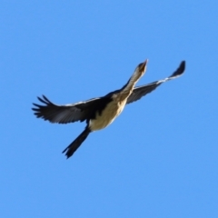 Microcarbo melanoleucos at West Belconnen Pond - 2 Mar 2024