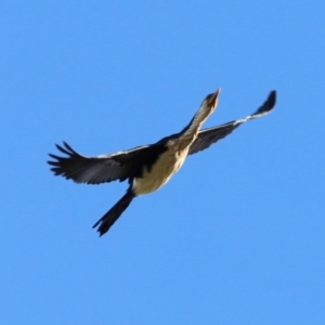 Microcarbo melanoleucos at West Belconnen Pond - 2 Mar 2024