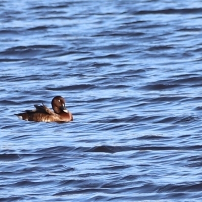 Aythya australis (Hardhead) at Dunlop, ACT - 2 Mar 2024 by JimL