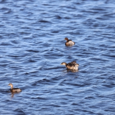 Tachybaptus novaehollandiae (Australasian Grebe) at Dunlop, ACT - 2 Mar 2024 by JimL