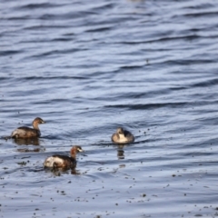 Tachybaptus novaehollandiae at West Belconnen Pond - 2 Mar 2024