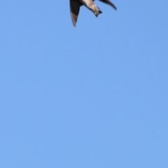 Hirundo neoxena (Welcome Swallow) at West Belconnen Pond - 2 Mar 2024 by JimL