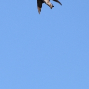 Hirundo neoxena at West Belconnen Pond - 2 Mar 2024 06:09 PM