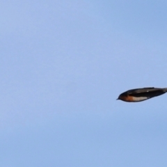 Hirundo neoxena at West Belconnen Pond - 2 Mar 2024 06:09 PM