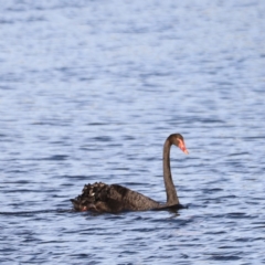 Cygnus atratus (Black Swan) at West Belconnen Pond - 2 Mar 2024 by JimL