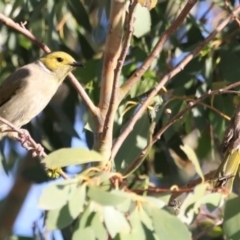 Ptilotula penicillata (White-plumed Honeyeater) at West Belconnen Pond - 2 Mar 2024 by JimL