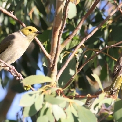 Ptilotula penicillata (White-plumed Honeyeater) at Dunlop, ACT - 2 Mar 2024 by JimL