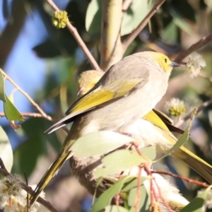 Ptilotula penicillata at West Belconnen Pond - 2 Mar 2024 06:20 PM