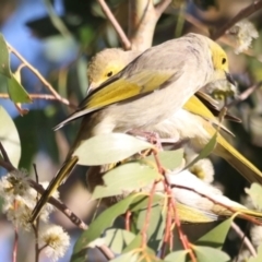 Ptilotula penicillata at West Belconnen Pond - 2 Mar 2024 06:20 PM