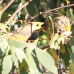 Ptilotula penicillata at West Belconnen Pond - 2 Mar 2024