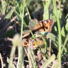 Junonia villida (Meadow Argus) at West Belconnen Pond - 2 Mar 2024 by JimL