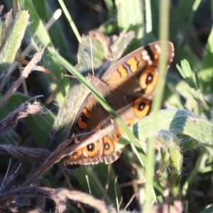 Junonia villida at West Belconnen Pond - 2 Mar 2024