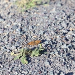 Junonia villida at West Belconnen Pond - 2 Mar 2024