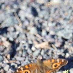 Junonia villida at West Belconnen Pond - 2 Mar 2024