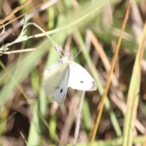 Pieris rapae at West Belconnen Pond - 2 Mar 2024 06:23 PM