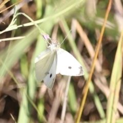 Pieris rapae at West Belconnen Pond - 2 Mar 2024 06:23 PM