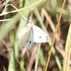 Pieris rapae at West Belconnen Pond - 2 Mar 2024 06:23 PM