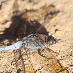 Orthetrum caledonicum (Blue Skimmer) at West Belconnen Pond - 2 Mar 2024 by JimL