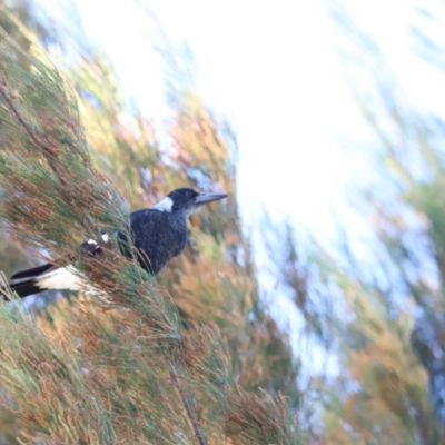 Gymnorhina tibicen (Australian Magpie) at West Belconnen Pond - 2 Mar 2024 by JimL