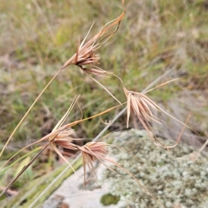 Themeda triandra at The Pinnacle - 2 Mar 2024