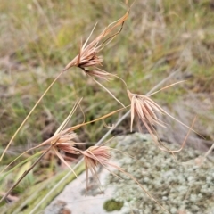 Themeda triandra (Kangaroo Grass) at Hawker, ACT - 1 Mar 2024 by sangio7