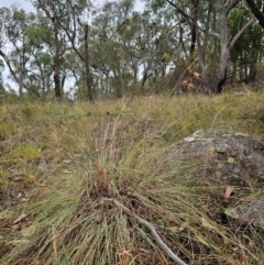 Themeda triandra at The Pinnacle - 2 Mar 2024 09:25 AM