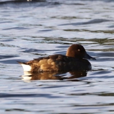 Aythya australis (Hardhead) at West Belconnen Pond - 2 Mar 2024 by JimL