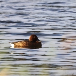 Aythya australis at West Belconnen Pond - 2 Mar 2024