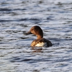 Aythya australis at West Belconnen Pond - 2 Mar 2024