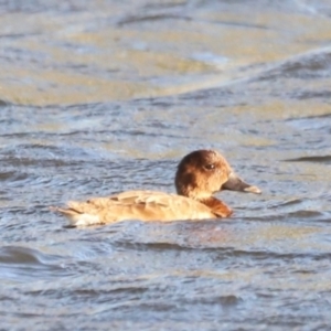 Aythya australis at West Belconnen Pond - 2 Mar 2024